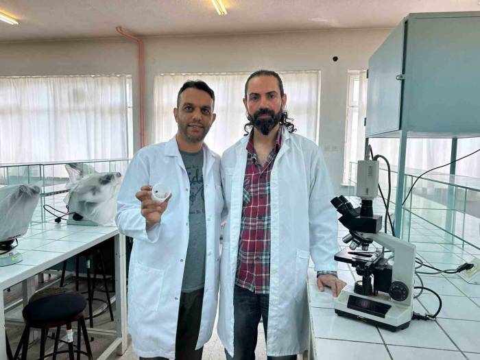 "uğur Böceği Örümceği Zehirsiz"