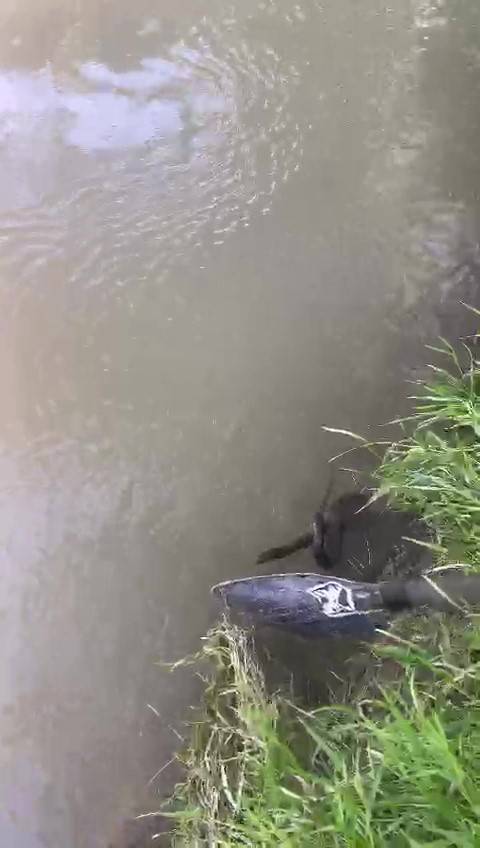 Raftingcilerden Yılan Kurtarma Operasyonu