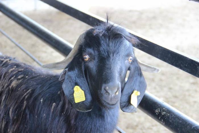 Kurban Bayramı Öncesi Hayvan Pazarlarında Hareketlilik Başladı