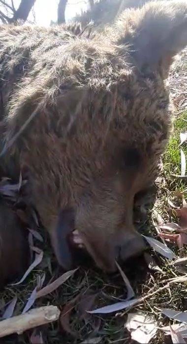 Uyuyor Sandığı Ayının Ölü Olduğunu Anladı, O Anları Cep Telefonuyla Kaydetti