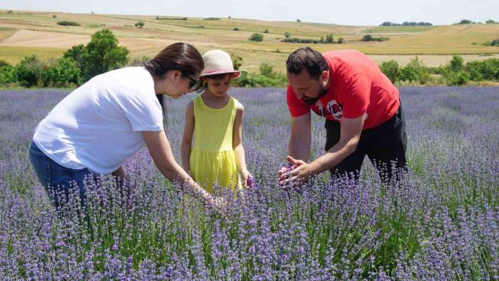 5 Yıl Önce Edirne’de Lavanta Bahçesi Kuran Çift Ürünlerini Avrupa’ya İhraç Etmeyi Hedefliyor