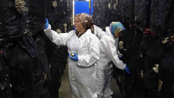 Devlet Desteğiyle Kurulan Tesiste Günlük 500 Kilogram İstiridye Mantarı Üretiliyor