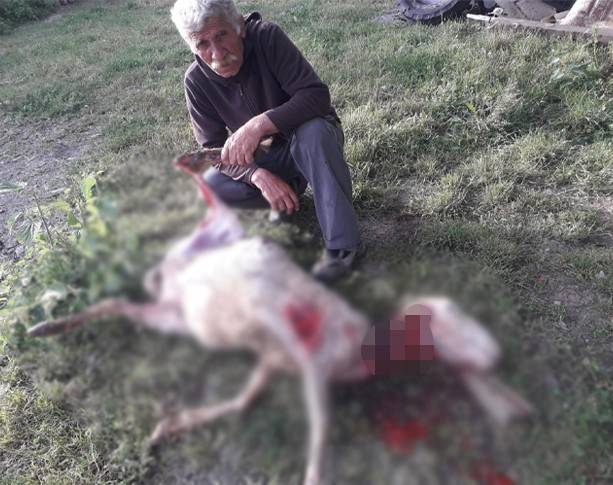 Başıboş Köpekler 4 Koyunu Telef Etti