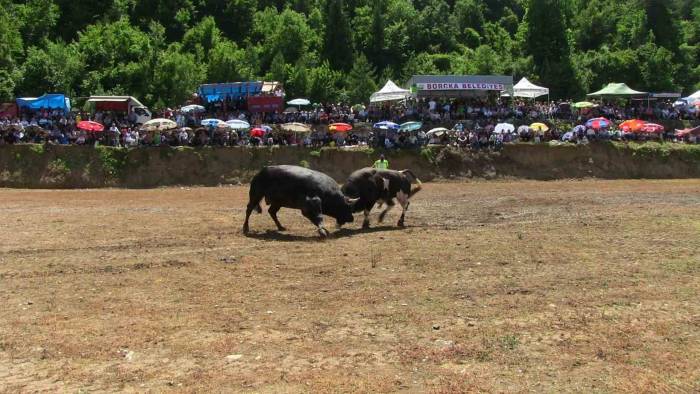 Artvin’de Boğaların Üstünlük Mücadelesi Nefes Kesti