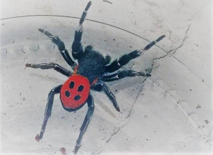 Kuşadası’nda Zehirli Örümcek Görüldü