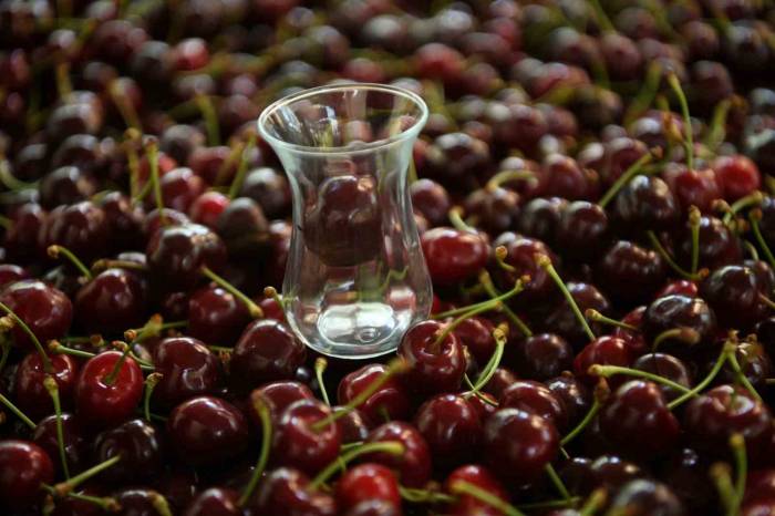 Çay Bardağına Sığmayan Lapseki Kirazının Hasadına Başlandı