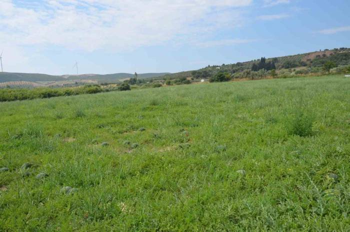 Didim’de Erkenci Karpuz Hasadı Yapıldı