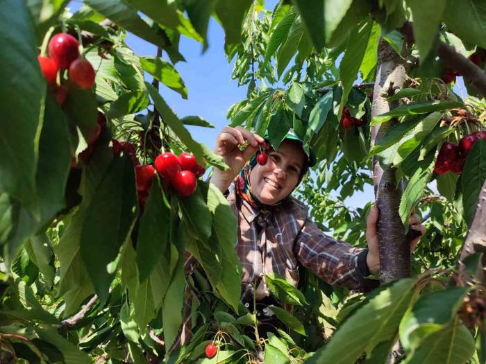 Enez’de Üretilen Kirazlar Avrupa’nın 5 Ülkesine İhraç Ediliyor