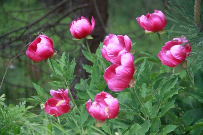 Bu Bitkiyi Koparmanın Cezası 244 Bin Lira