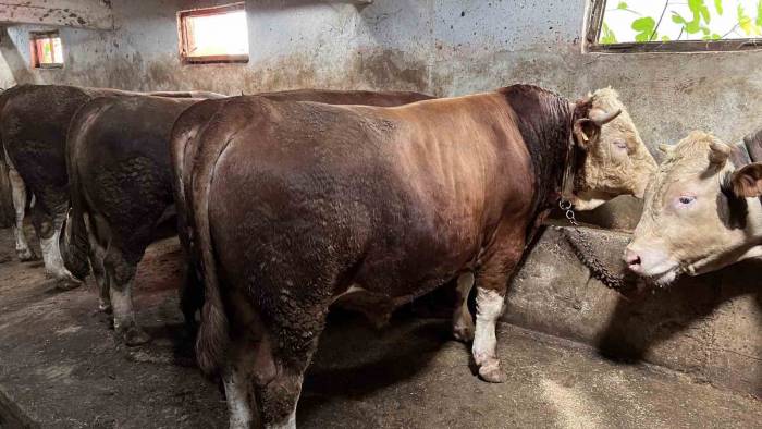 Sakarya’da En Ucuz Kurbanlık Hissesi 8 Bin Liradan Başlıyor