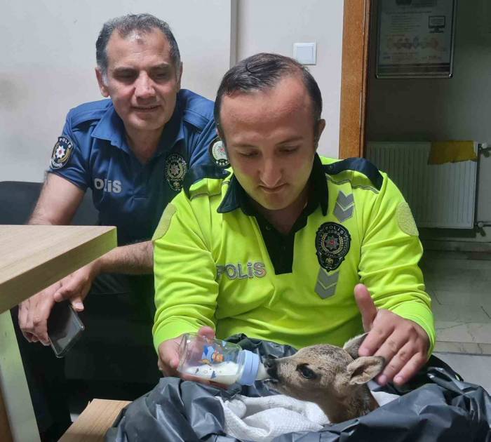 Yaralı Yavru Karacaya Polis Ekipleri Sahip Çıktı