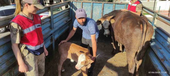Tek İneğiydi Çalındı, Jandarma Buldu