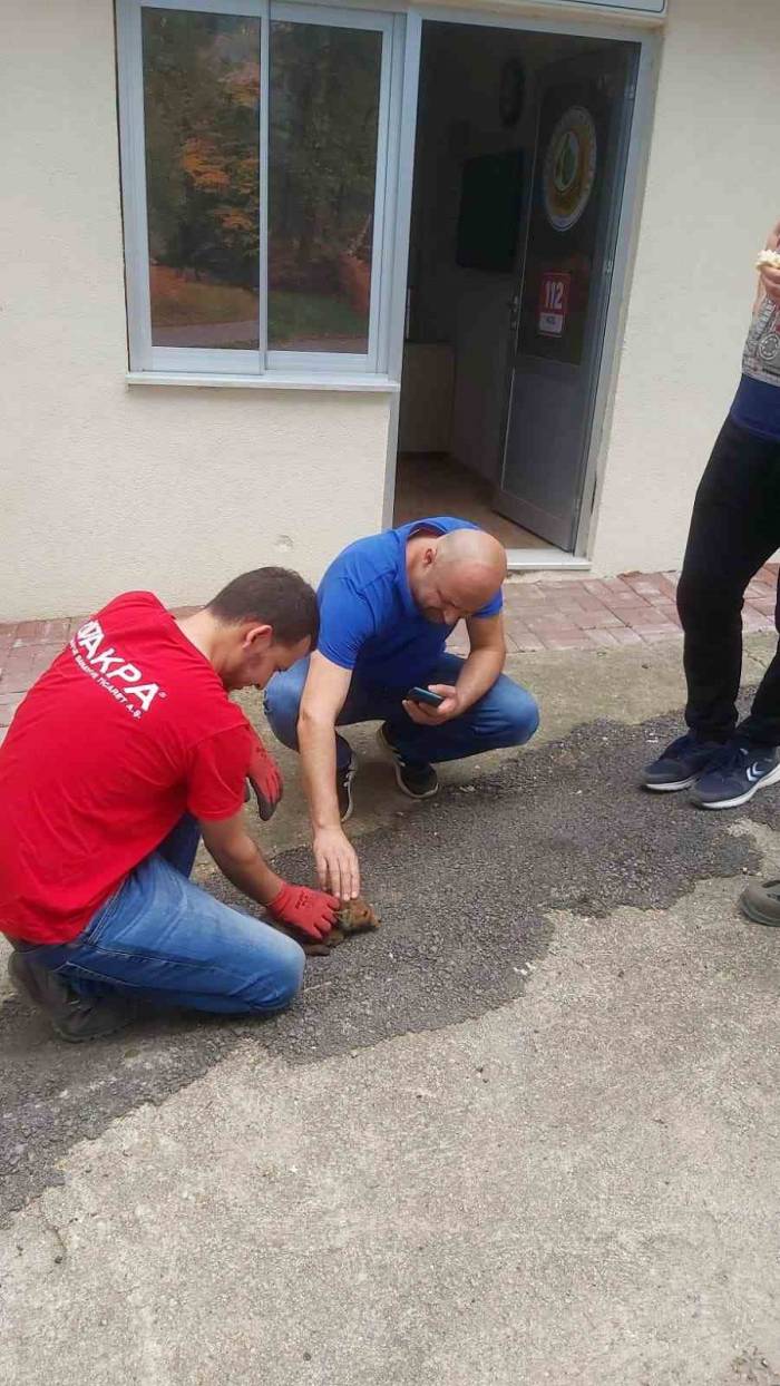 Vatandaşların Bulduğu Tilki Yavrusu Koruma Altına Alındı