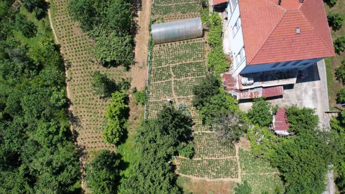 Padişahların Meyvesi Görücüye Çıktı, Taleplere Zor Yetişiyorlar