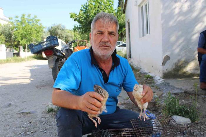 Bıldırcın Üreticileri Kendilerine Kolaylık Sağlanmasını İstiyor