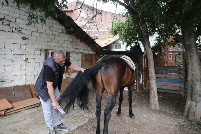 "uludağ" İsimli Tay Annesinin Karnındayken Satıldı