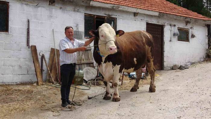 Çanakkale’de 1.6 Tonluk Boğa, 220 Bin Tl’den Alıcısını Bekliyor