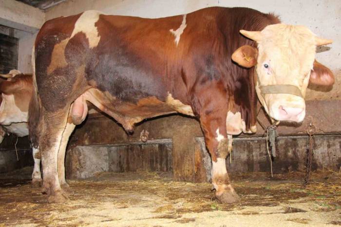 1 Tonluk “paşa” 125 Bin Liradan Satışa Çıktı