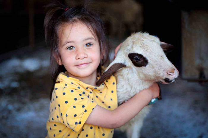 200 Aileye 400 Adet Damızlık Koç Ve Teke Hibe Edildi