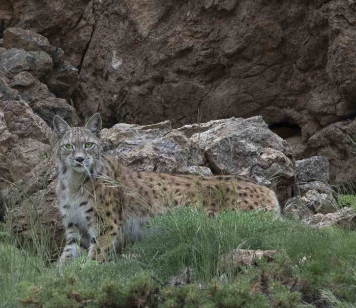 Bir Vaşak Daha Görüntülendi