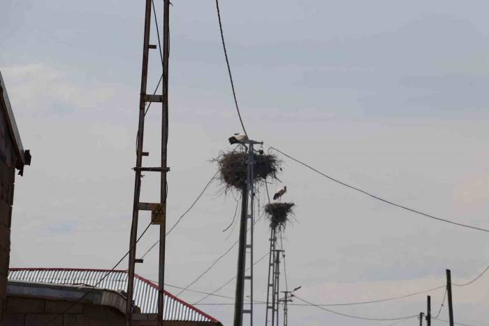 Iğdır’da Leylek Yuvasının Hane Sayısından Çok Olduğu Köy Havadan Görüntülendi