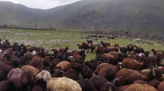 Iğdır’da Meydana Gelen Selden Hayvanlar Son Anda Kurtuldu