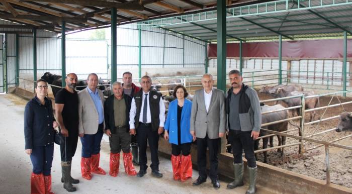 Samsun’da Manda Yetiştiriciliğine Teşvikler Sürüyor