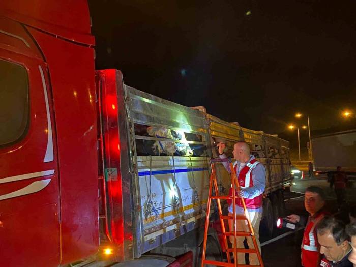 İstanbul’a Kurbanlık Hayvan Girişleri Başladı