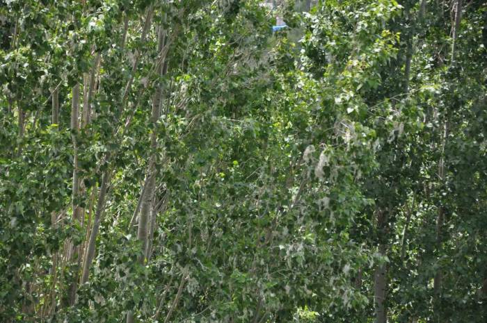 Kars’ta Polenli Ağaçlar Vatandaşları Rahatsız Ediyor