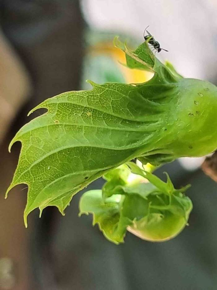 Gal Arısıyla Mücadele Devam Ediyor