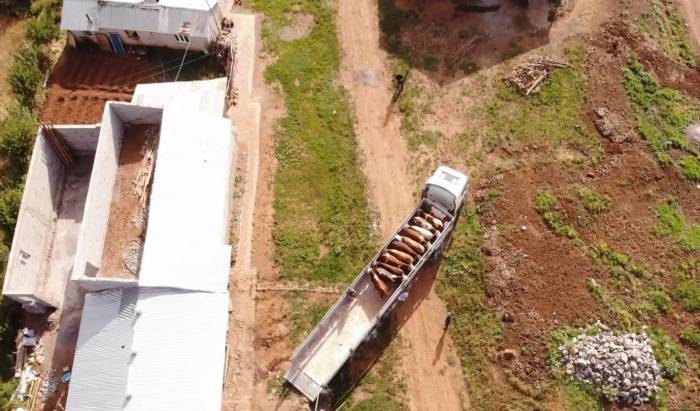 Muş’tan Batı İllerine Kurbanlık Sevkiyatı Sürüyor