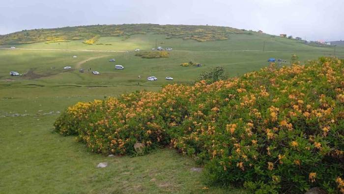 Ordu’da Orman Gülleri Açtı, Yaylalar Sarıya Boyandı