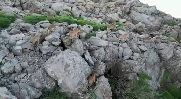 Bölgeye Huzurun Gelmesiyle Silah Sesleri Yerini Yaban Keçilerine Bıraktı