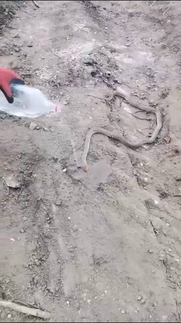 Bitkin Haldeki Dev Yılanı Su Vererek Kendine Getirmeye Çalıştılar