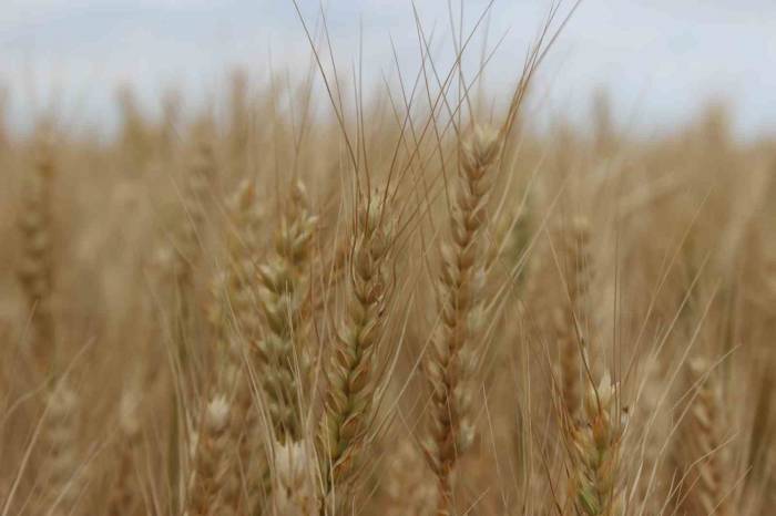 Trakya’da Ekili Alanlarda Rekoltenin Geçen Seneye Göre Artması Bekleniyor