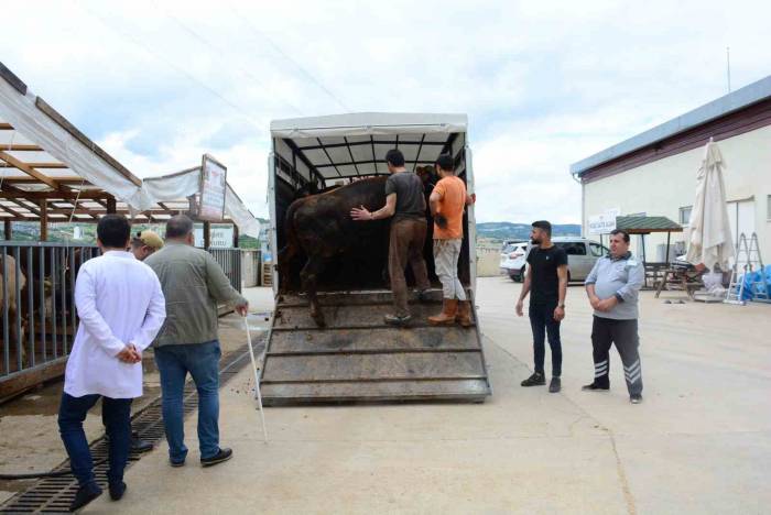 Kocaeli’de Kurbanlık Hayvan Girişleri Başladı
