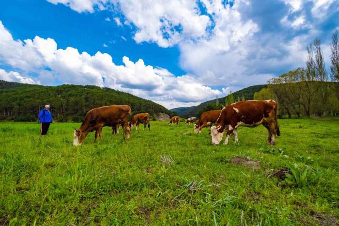 Yozgat Yağışlarla Birlikte Yeşile Büründü