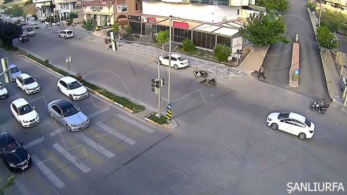 Şanlıurfa’da İlginç Kaza