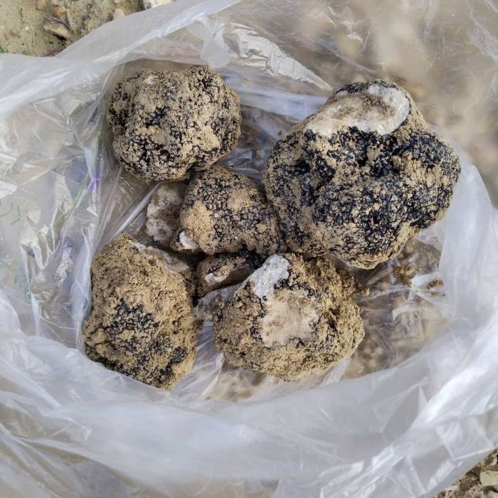 Belevi’nin Dağlarından Trüf Fışkırıyor