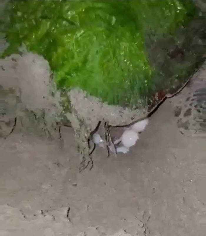 Didim “caretta Caretta”ların Yeni Yuvası Oldu