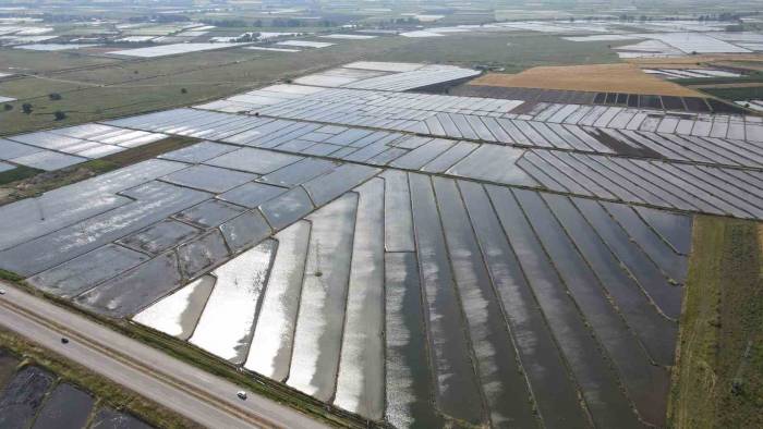 Gönen Ve Manyas Ovalarında Çeltik Ekimine Başlandı