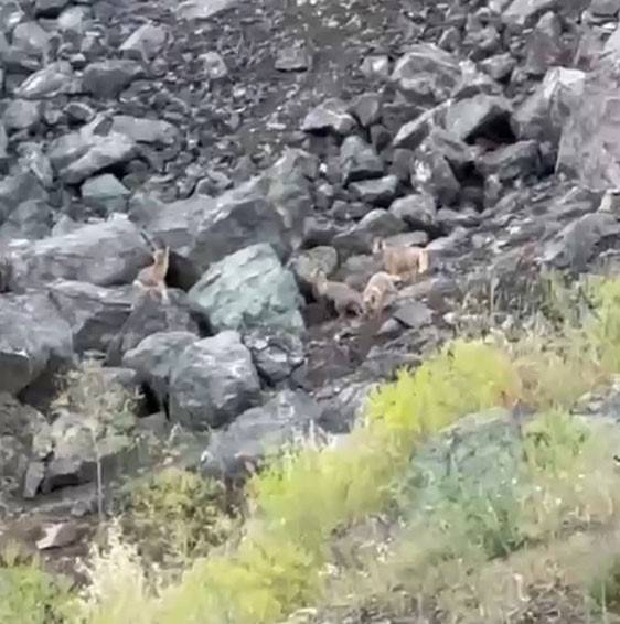 Tilki Yavrularının Oyun Anları Kamerada