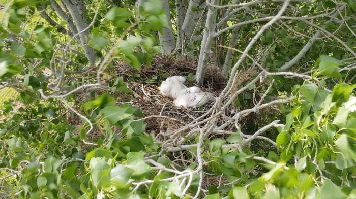 Nesli Tehlike Altında, Yavruları Fotoğraflandı