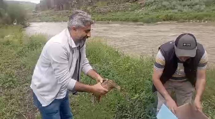 Kars’ta Anne Ördek Yavrularıyla Doğal Ortama Bırakıldı