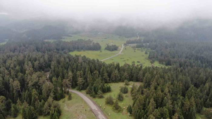 Sis Ve Yeşilin Buluştuğu Kastamonu Yaylalarında Kartpostallık Görüntüler Oluştu