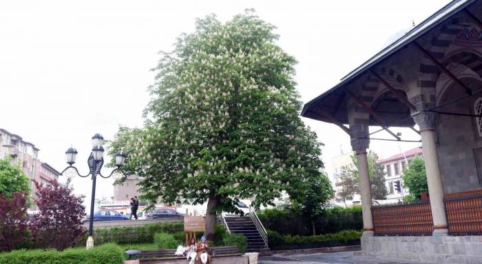 Asırlık Kestane Ağaçları Çiçek Açtı