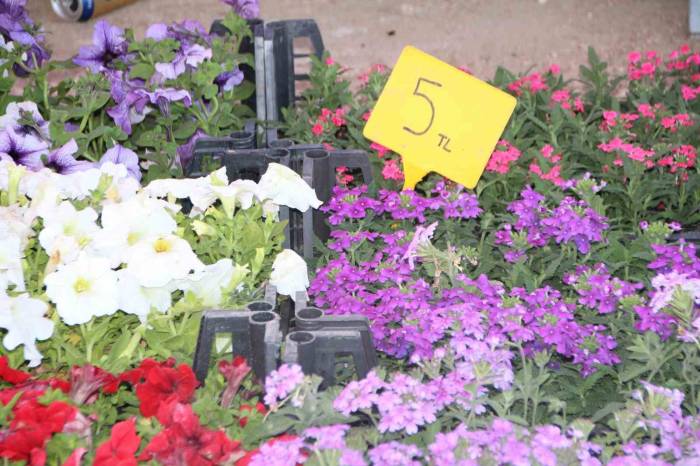 Rengarenk Çiçekler Pazar Tezgahlarını Süsledi