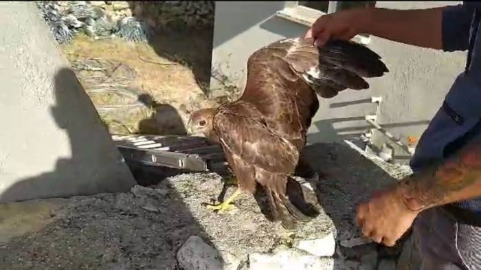 Siirt’te Köylülerin Bulduğu Yaralı Şahin Tedaviye Alındı