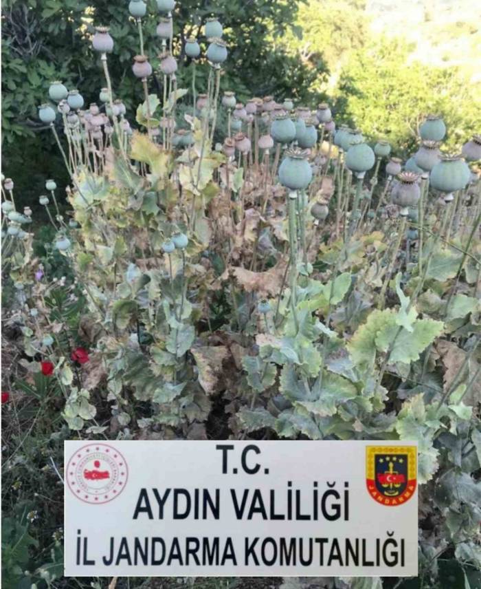 Yasadışı Ekime Jandarma Baskını
