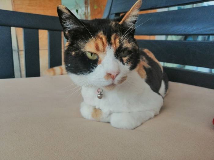 Hayvanseverlerden, Turizm Sezonunda Evcil Hayvan Sahiplenme Uyarısı